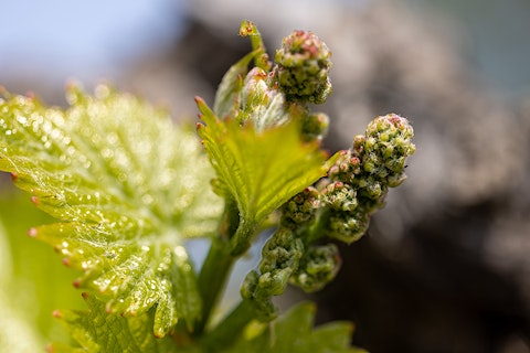 The Vineyard Cycle Maison Saint Aix Early Shoot and Leave Growth V2